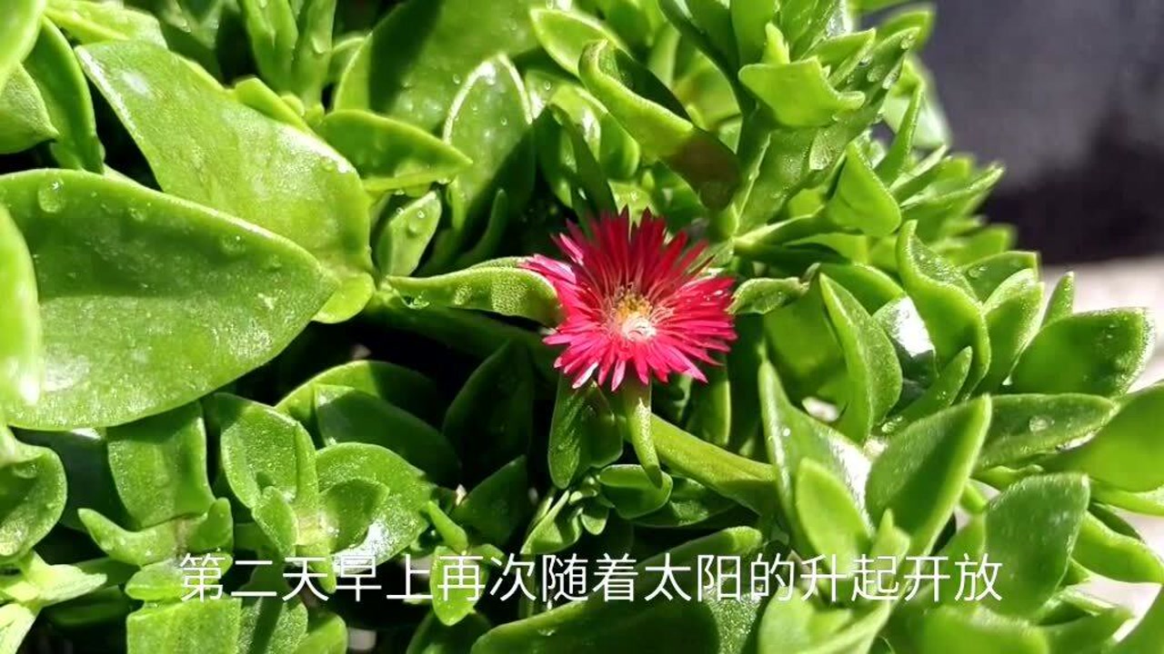 牡丹吊兰 番杏科日中花属植物 搜狗百科