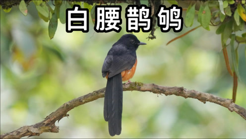 长尾四喜鸟鸣叫声