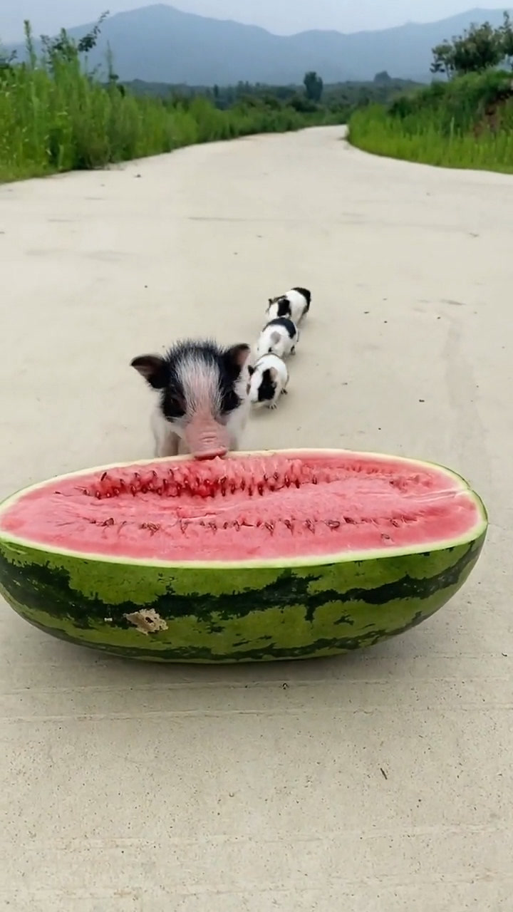 一天要吃一个西瓜的猪
