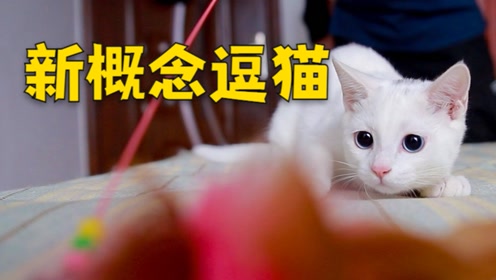 [图]逗猫棒的正确玩法，99%的猫都搞错了!