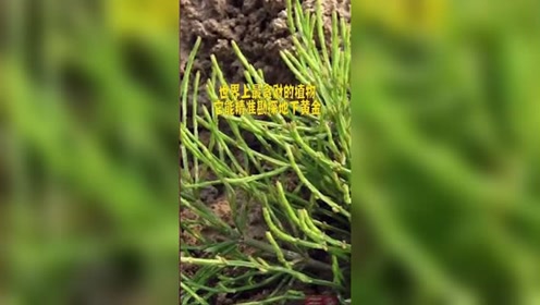 问荆草,寻找黄金