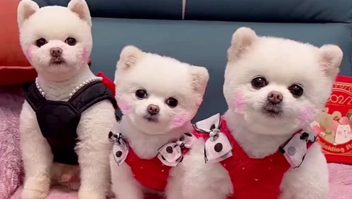 闹闹一家三口真是高颜值的博美犬你们觉得呢