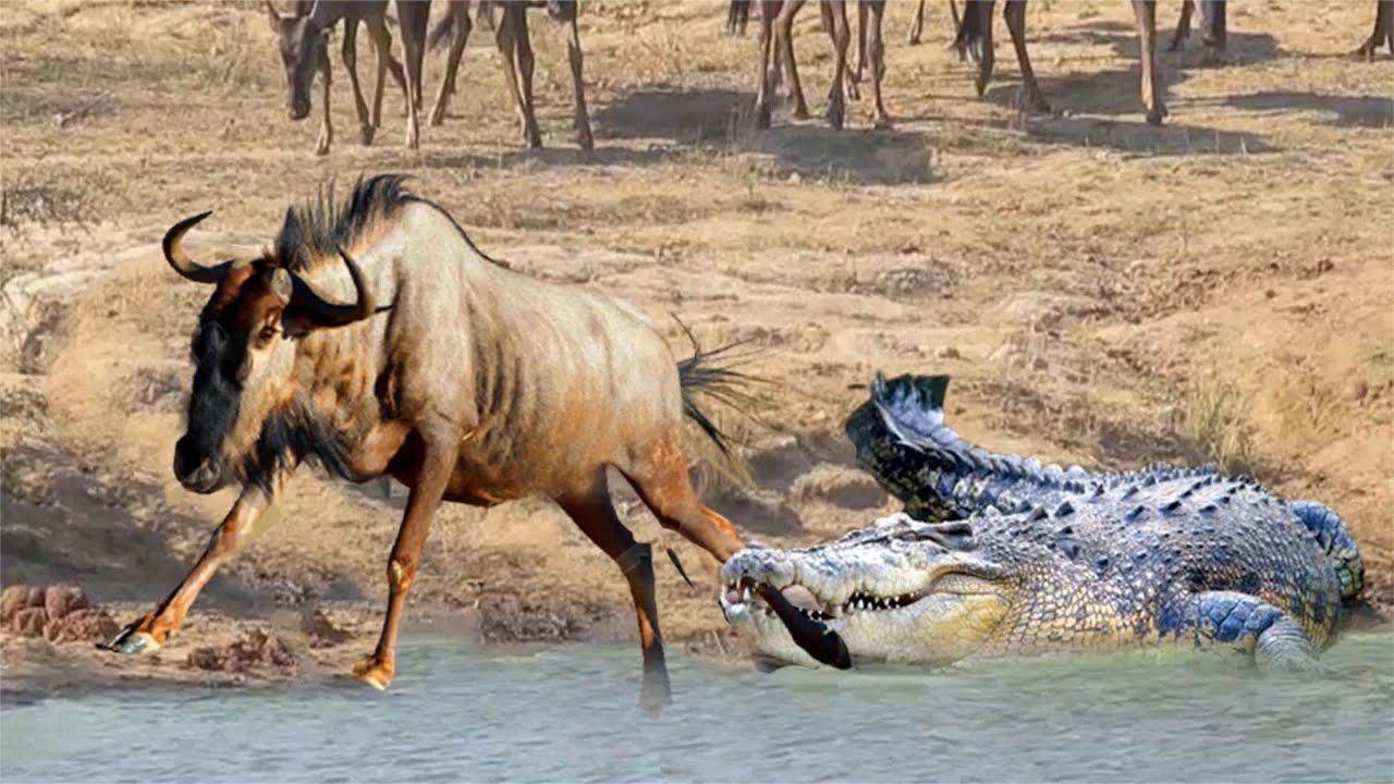 角马被鳄鱼咬断双腿,即使逃脱鳄鱼的魔爪,将来也要面临更多崎岖