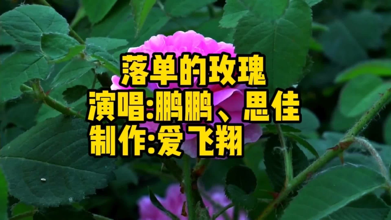 鹏鹏,思佳一首《落单的玫瑰》落了单的玫瑰我只想爱一回