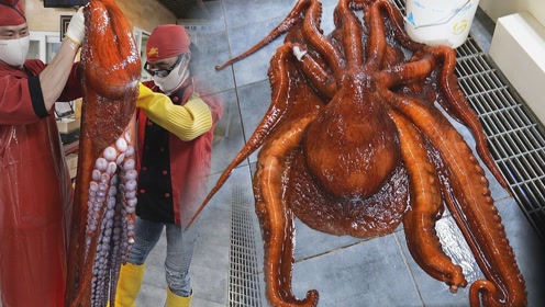 大厨拆解章鱼王用手一拉如强力胶85斤卖得10000块