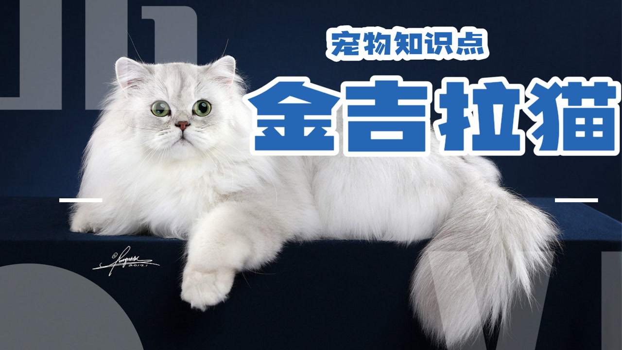 金吉拉猫(猫科猫属动物)_搜狗百科
