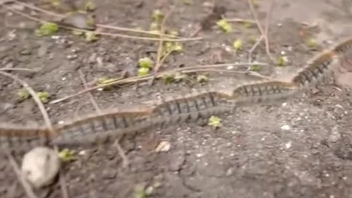 毛毛虫排队 腾讯视频