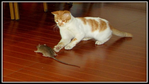 小猫被老鼠追着跑 网友大呼猫界耻辱