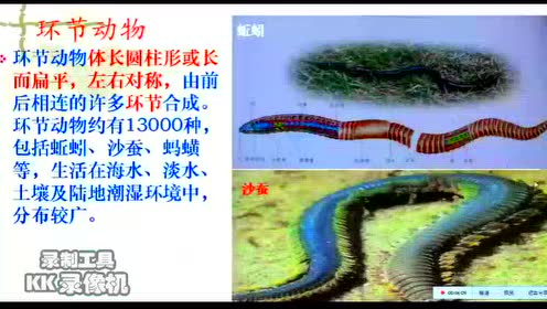 环形动物 腾讯视频