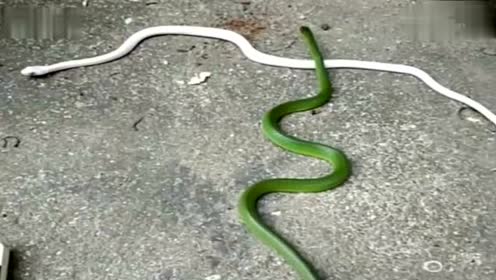 传说中的白素贞和小青在水泥地相遇了