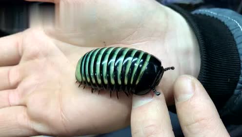 彩虹马陆超可爱!