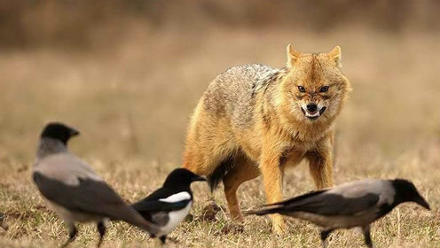 二哥鬣狗大战豺狼,结果太意外了!