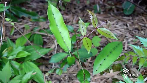 山上长的这种"入地金牛",竟有活血化瘀,行气止痛的功效