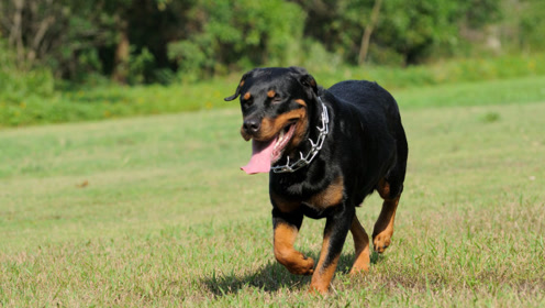 哈士奇和罗威纳干架,只有闻屁股的份,好霸气的狗狗