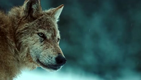 血狼犬:天山脚下的雪狼传说,极其珍贵的一种狼!