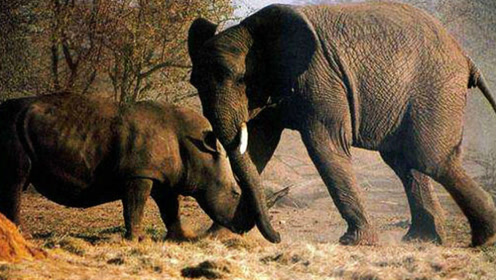5500公斤大象大战30头1200斤牛和犀牛,战斗力有多惊人