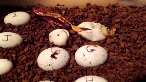 实拍小壁虎孵化的过程,网友直呼:太神奇了