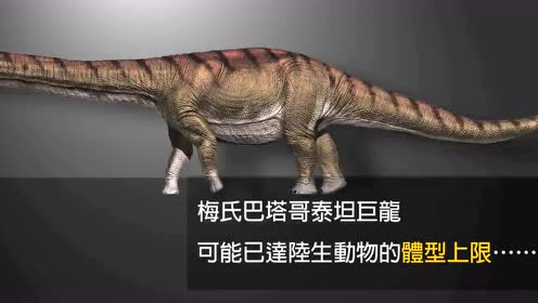 是成年大象的12倍!梅式巴塔哥泰坦巨龙!