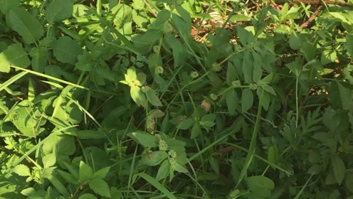 农村路边有一种野草叫猪麻草,熬汤喝除湿有奇效,堪称神奇!