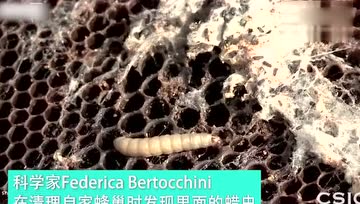 科学家找到能吃塑胶的虫子