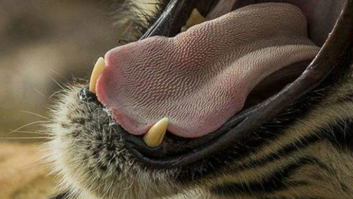 老虎长满倒刺的舌头有多可怕,如果被它被舔一下,会掉几层皮?