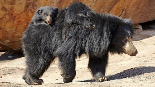 母黑熊寸步不离守护幼崽,花豹再凶猛也不敢和黑熊正面对抗