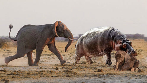 只因河马群挡了路,大象上去就是干,大象:你们在我眼里就是蚂蚁