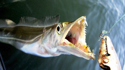 咬合力恐怖的大黑带鱼被钓获出水,牙齿锋利的可轻松咬断鱼线