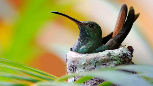 全世界最小的鸟,连鸟窝也是迷你型的!好可爱!