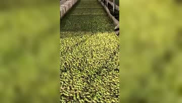餐桌上的青蛙竟然是这样饲养出来的