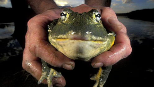 非洲现最大的青蛙,站起来有1米多高,却成为当地美食!