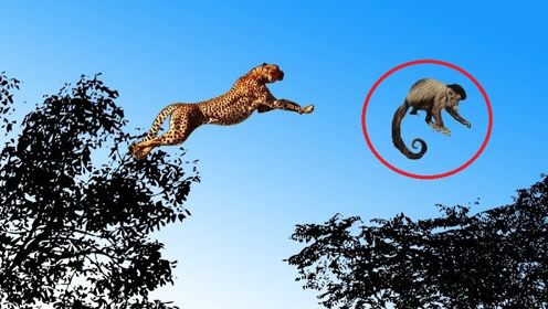 爬上树的猴子在高处嘲笑猎豹,没想到猎豹的爬树本领比它还要 !!