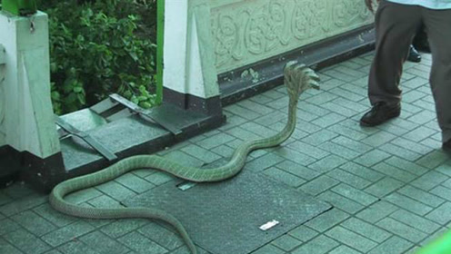 印度传说五头蛇真实存在人景仰