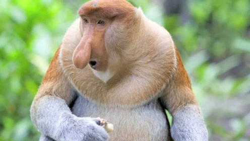 镜头揭秘世界上鼻子最长的猴子,它的超能力让所有男人都羡慕