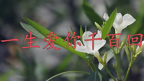 经典分享《一生爱你千百回》歌声优美,忍不住单曲循环