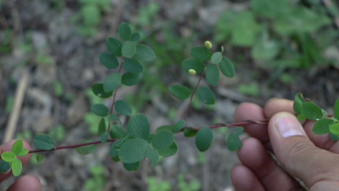 这种草药植物,又名"老鼠耳",它的果实小时候也吃过的