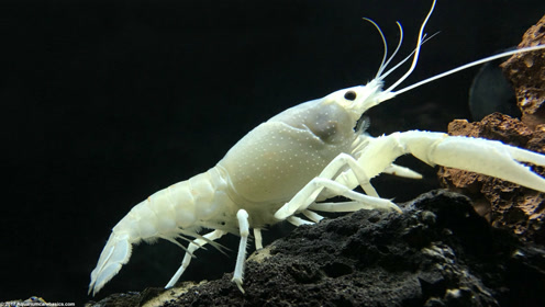 时 间:2018-12-15上传者:看穿奇闻趣事简 介:白色盲虾是一种超级耐热