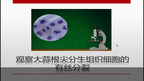 植物根尖 腾讯视频