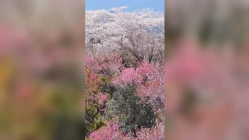 花吹雪 腾讯视频