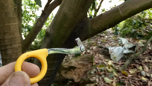 实拍柑橘果树环割技术要点,给果树做个小小的手术,促花保果