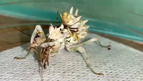 腾讯视频