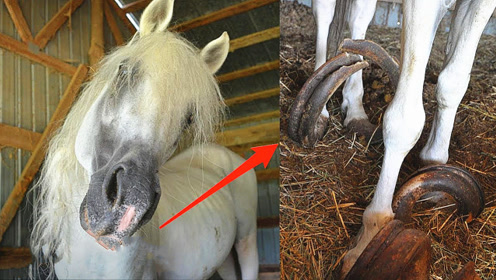 马的指甲二十年不修能有多长?要不是看了视频,谁会相信这是真的