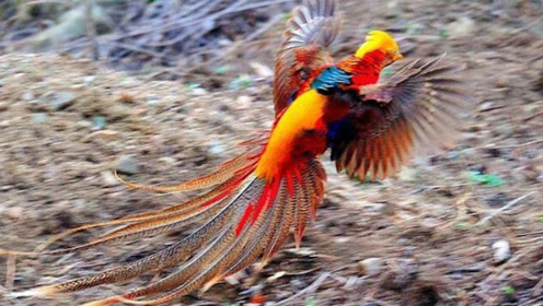 一村民意外抓到一只野"凤凰",村长赶来一看,顿时脸色大变!