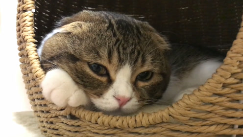 趣味萌宠:大眼萌小猫咪打瞌睡