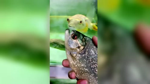 食人鱼vs河豚,看来大家都是有修养的文明人