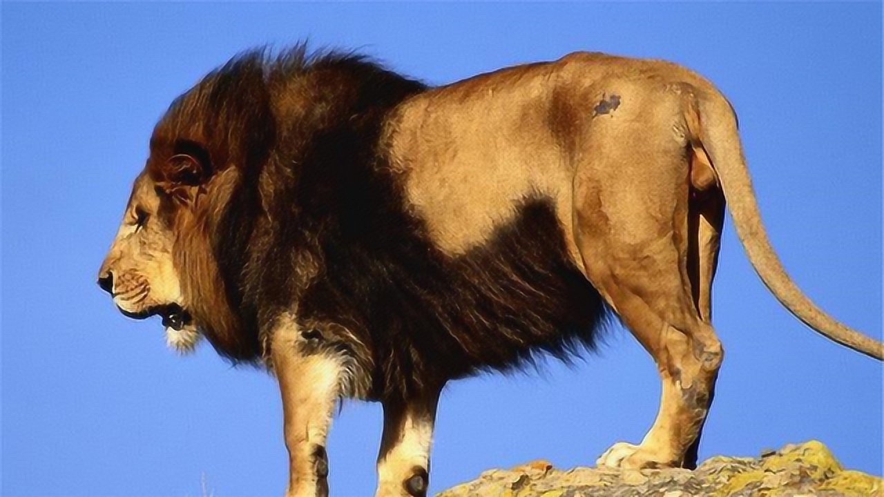 雄狮初来乍到不懂虎笼规矩,被东北虎一顿暴揍,才明白谁是老大!