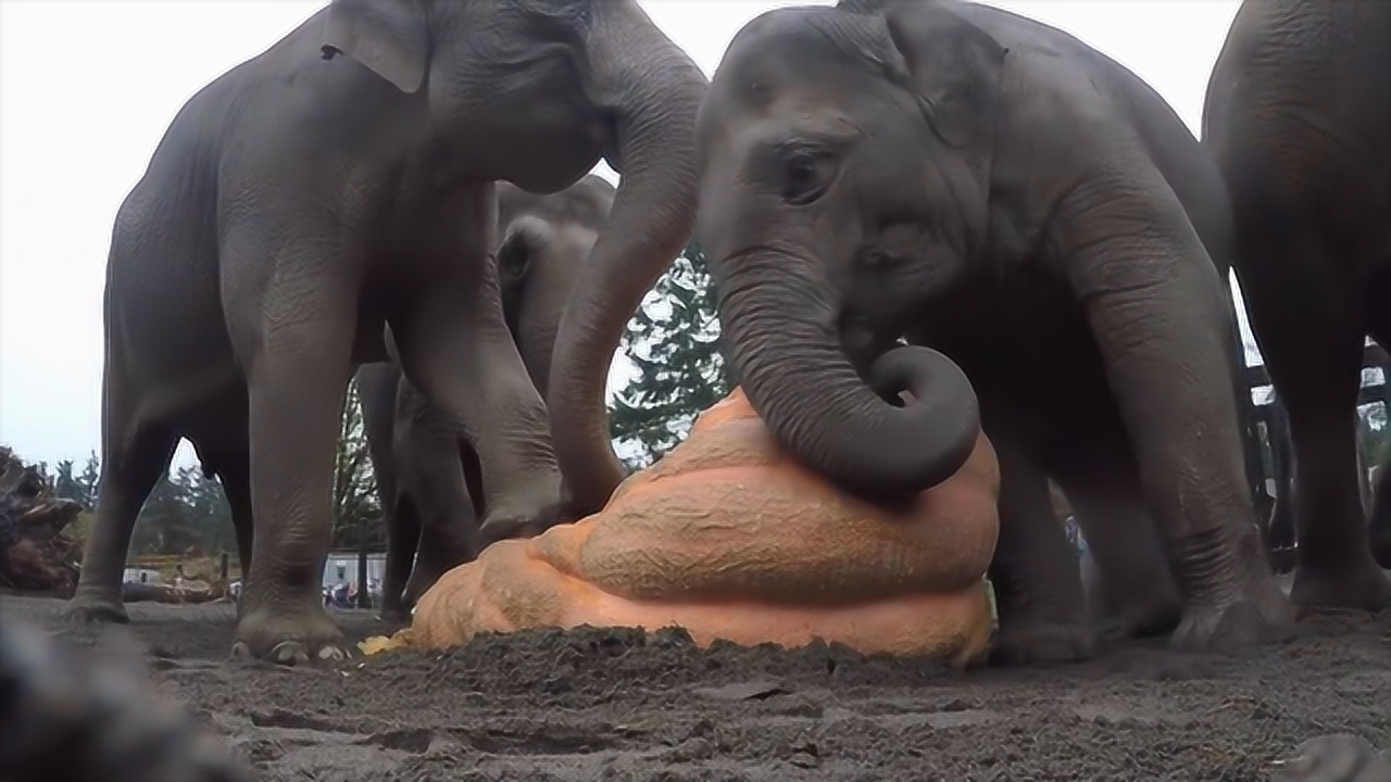 饲养员搬来几百斤大南瓜,大象看到后,场面瞬间失控!