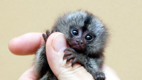 侏儒狨猴宝宝网络走红,世界上最小的猴子,真是太萌了