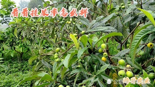 腾讯视频