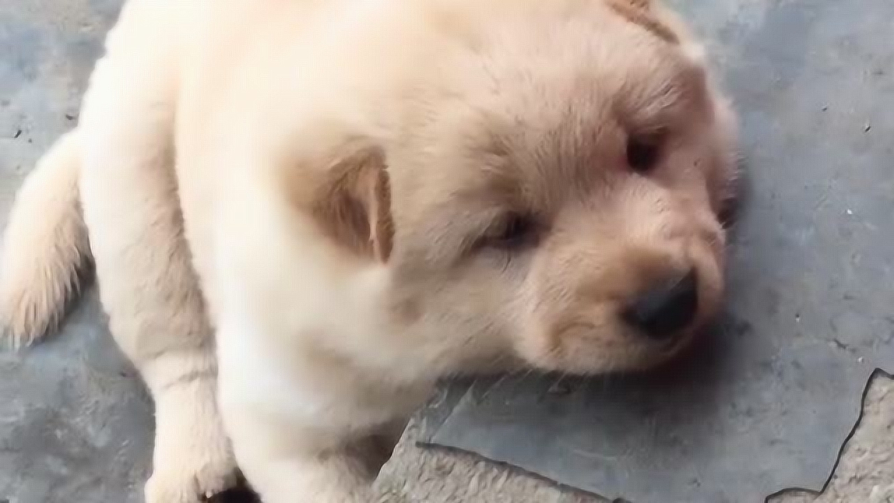 狗狗太无聊了,忍不住趴在台阶上发呆,小模样简直萌翻了!